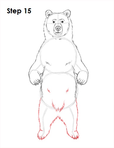 Draw Grizzly Bear 15