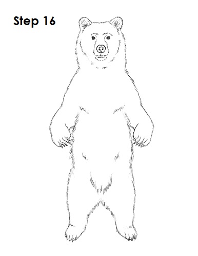 Draw Grizzly Bear 16