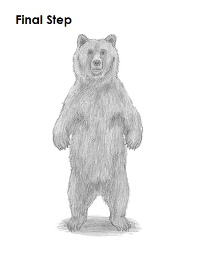 Draw Grizzly Bear Last