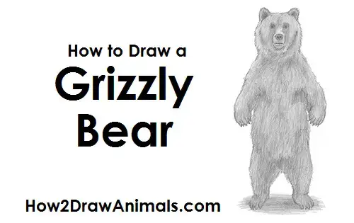 Draw Grizzly Bear