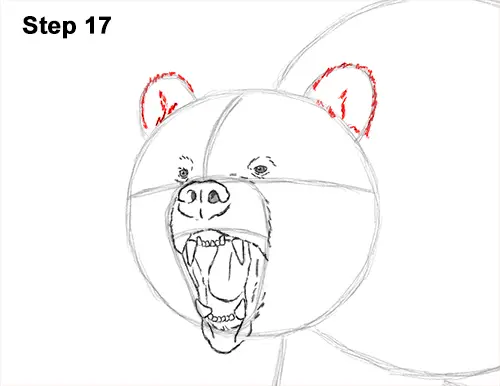 Draw a Growling Grizzly Bear Walking 17