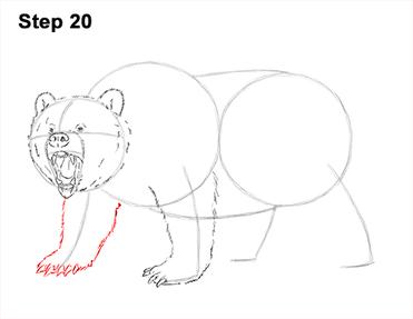 grizzly bear drawing step by step