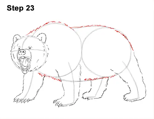 Draw a Growling Grizzly Bear Walking 23