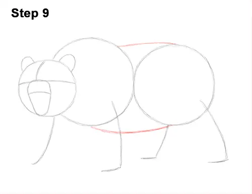 Draw a Growling Grizzly Bear Walking 9