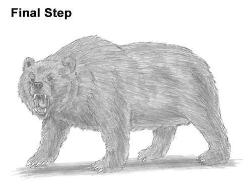 Draw a Growling Grizzly Bear Walking