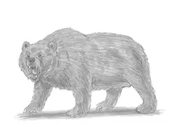 How to Draw an Angry Grizzly Bear Growling