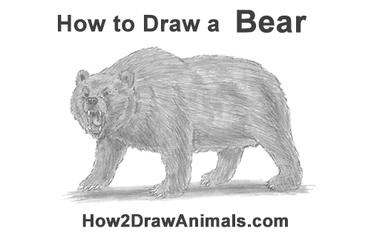 grizzly bear roar drawing
