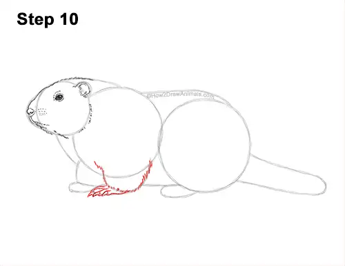 How to Draw a Groundhog Woodchuck Side View 10