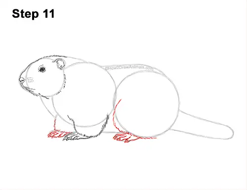 How to Draw a Groundhog Woodchuck Side View 11