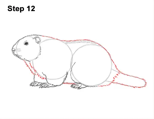 How to Draw a Groundhog Woodchuck Side View 12