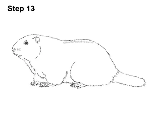 How to Draw a Groundhog Woodchuck Side View 13