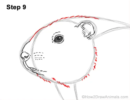 How to Draw a Groundhog Woodchuck Side View 9