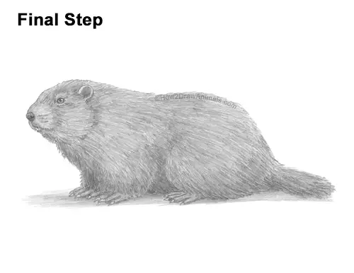 How to Draw a Groundhog Woodchuck Side View