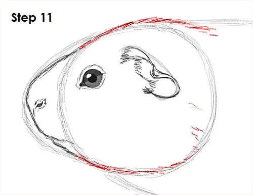 Draw Guinea Pig 11