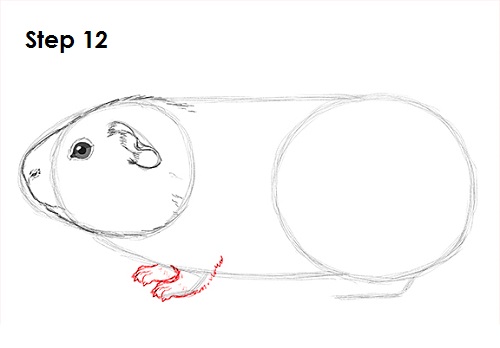 Draw Guinea Pig 12