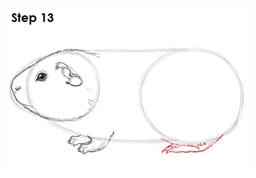 Draw Guinea Pig 13