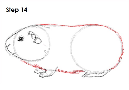 Draw Guinea Pig 14