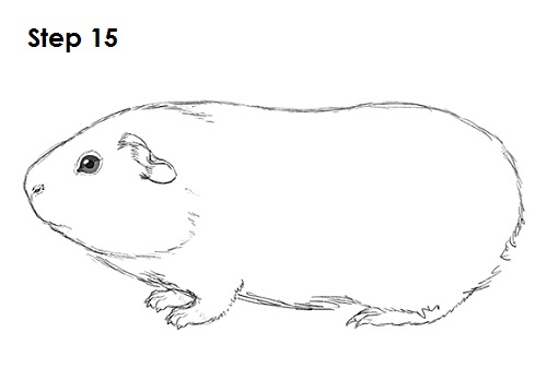 Draw Guinea Pig 15