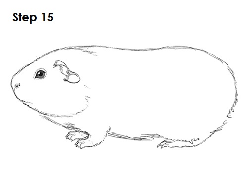 guinea pig vector sketch 8686948 Vector Art at Vecteezy