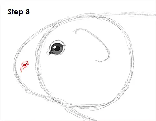 Draw Guinea Pig 8