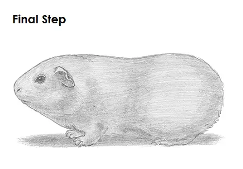 Draw Guinea Pig Last