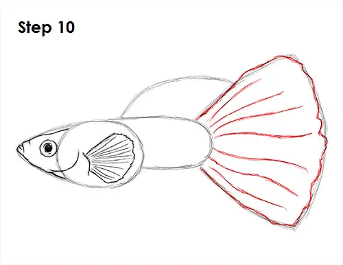 Draw Guppy Fish 10