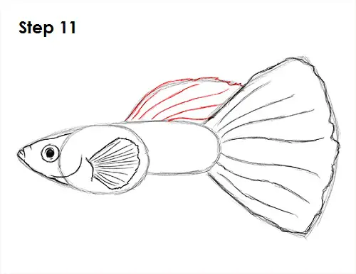 Draw Guppy Fish 11