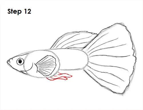 Draw Guppy Fish 12