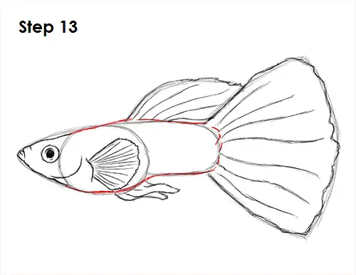 Draw Guppy Fish 13