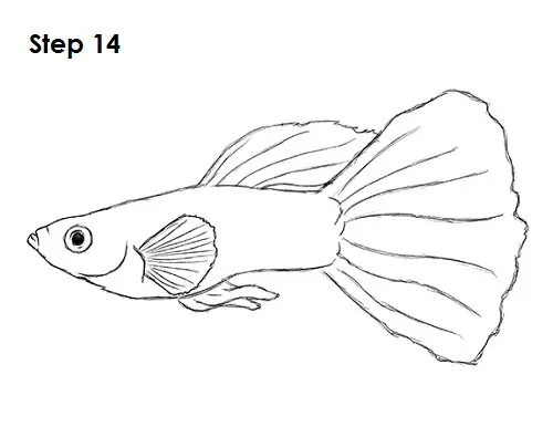 Draw Guppy Fish 14