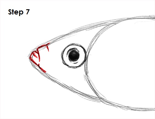 Draw Guppy Fish 7