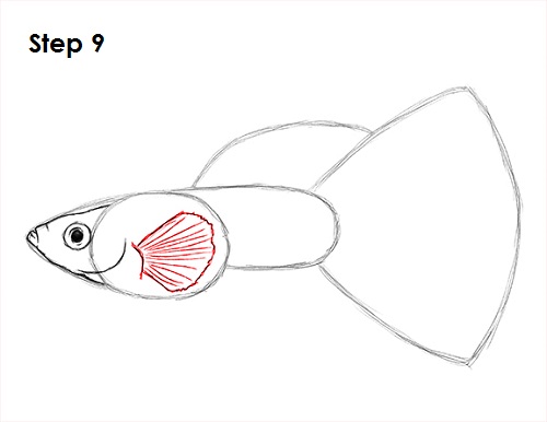 Draw Guppy Fish 9