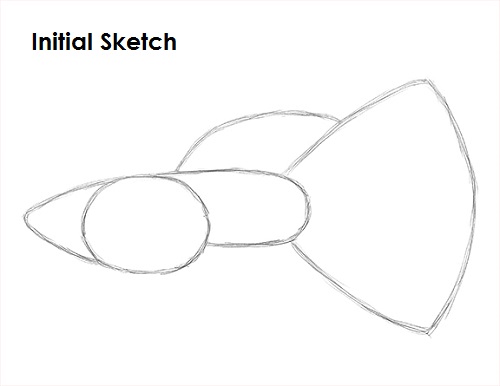 Draw Guppy Fish Sketch