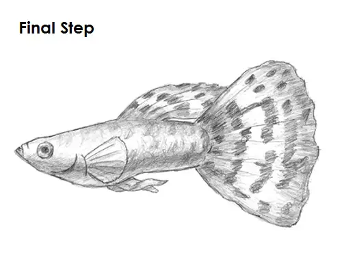 Draw Guppy Fish Final