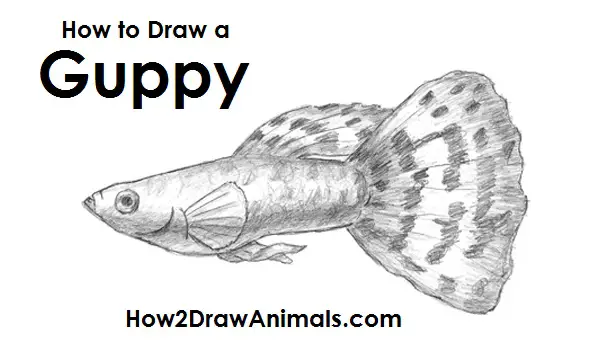 Draw Guppy Fish