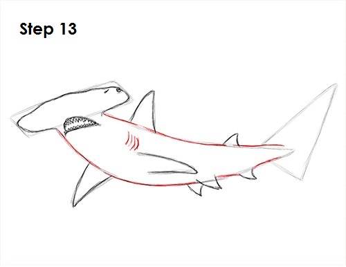 Draw Hammerhead Shark 13