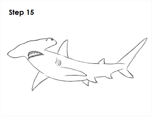 1550 Hammerhead Shark Drawing Images Stock Photos  Vectors  Shutterstock