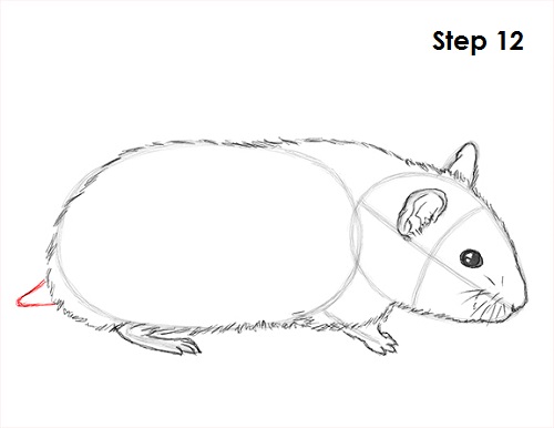 Draw Hamster 12