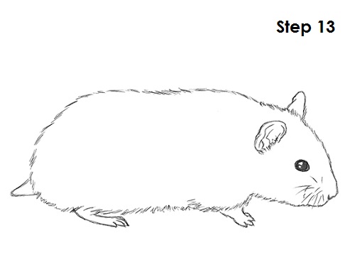 Draw Hamster 13
