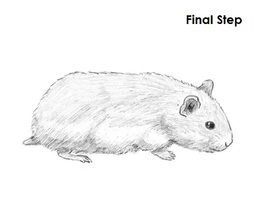 Draw Hamster Final