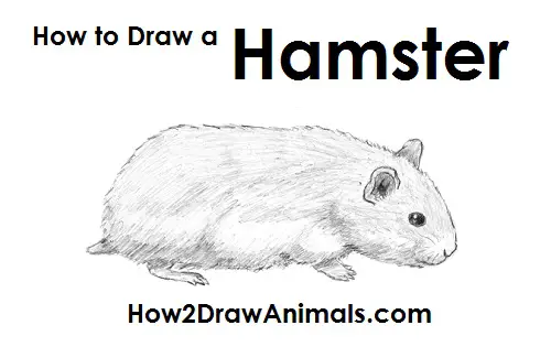 Draw Hamster