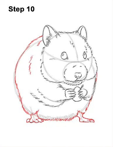 How to Draw a Syrian Hamster Standing Up Eating 10