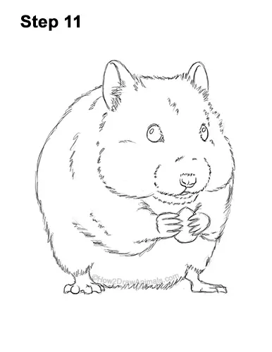 How to Draw a Syrian Hamster Standing Up Eating 11