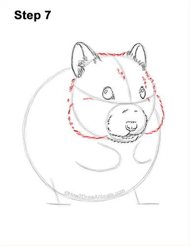 How to Draw a Syrian Hamster Standing Up Eating 7