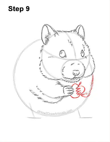 How to Draw a Syrian Hamster Standing Up Eating 9