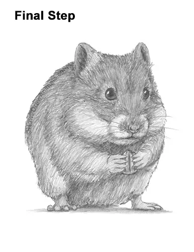 How to Draw a Syrian Hamster Standing Up Eating