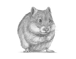 How to Draw a Syrian Hamster Standing Eating