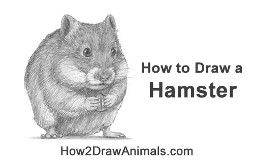 How to Draw a Syrian Hamster Standing Up Eating