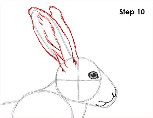 Draw Hare Jackrabbit 10