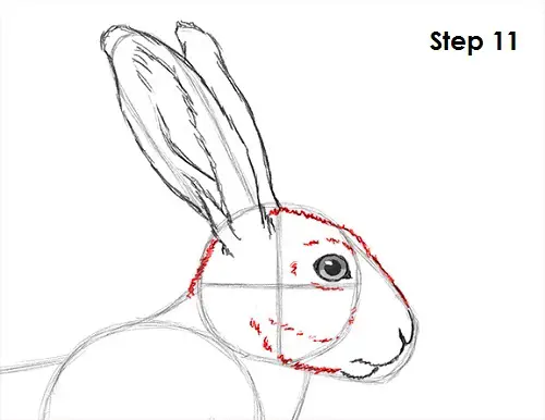 Draw Hare Jackrabbit 11